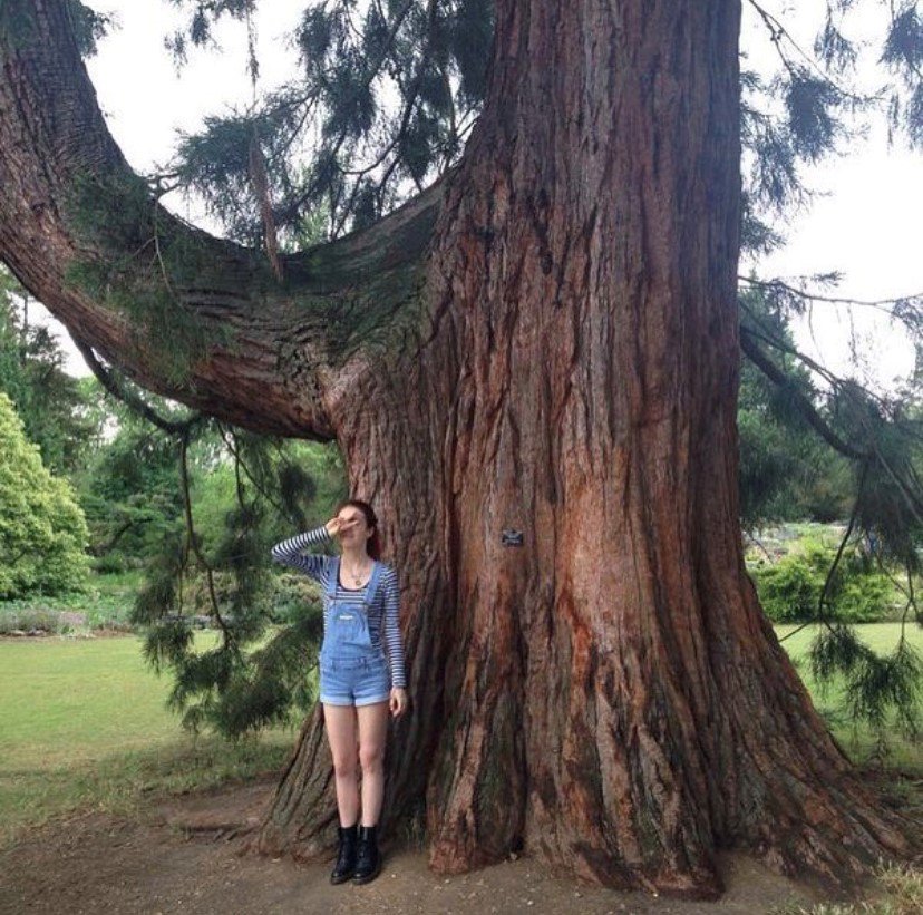 Sky standing next to a big tree